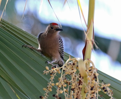 Gila Woodpecker1.jpg