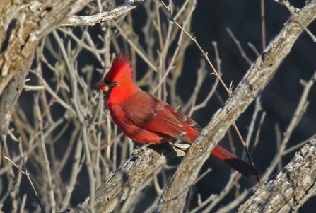 Northern Cardinal-1 (2)