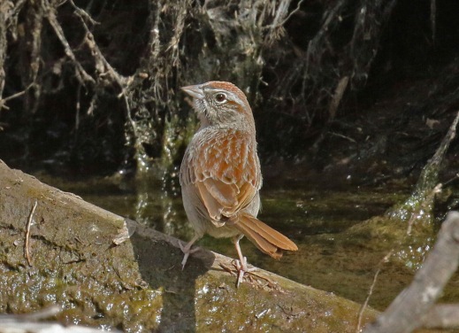 Rufous Crowned Sparrow-1