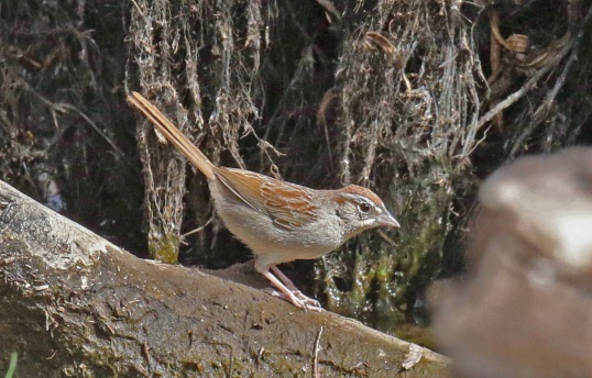 Rufous Crowned Sparrow1-1