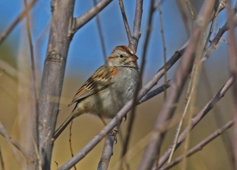 Rufous Winged Sparrow1-1