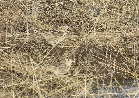 Sparrows1-1