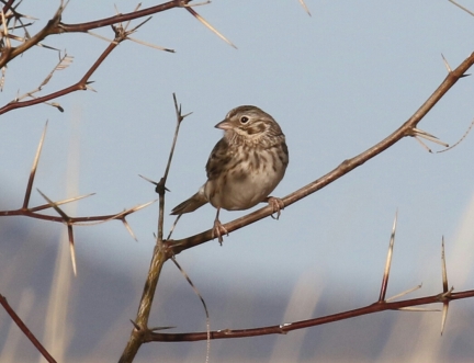 Vesper Sparrow1-1