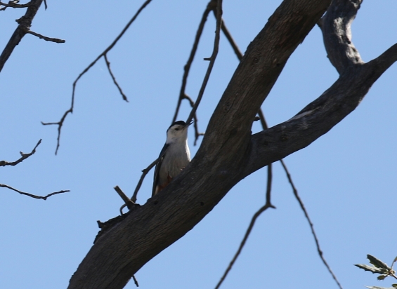White Breasted Nuthatch-1