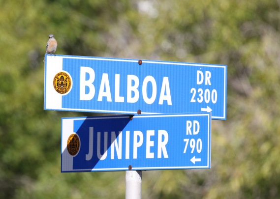 Balboa Park Bluebird