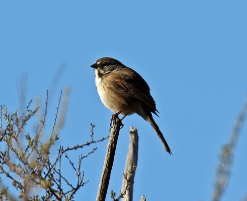 Bell's Sparrow4