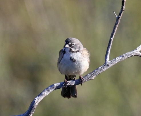 Bell's Sparrow5