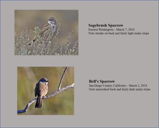 Bell's vs Sagebrush Sparrows