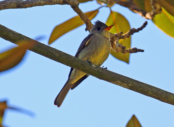 Greater Pewee1