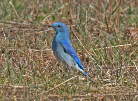 Mountain Bluebird Darrington