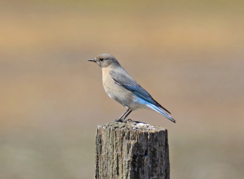Mountain Bluebird on Post