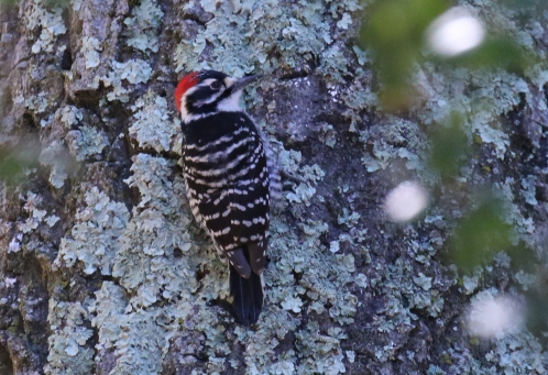 Nuttall's Woodpecker 2