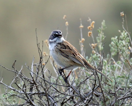Sagebrush Sparrow3