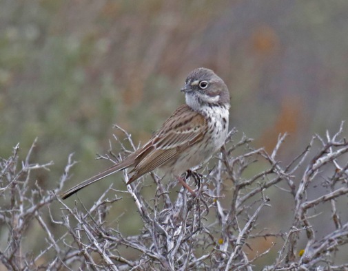 Sagebrush Sparrow6