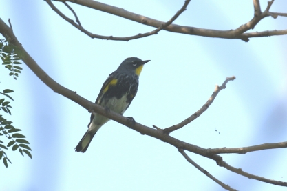 Audubon's Yellow Rumped Warbler