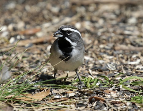 Black Throated Sparrow B