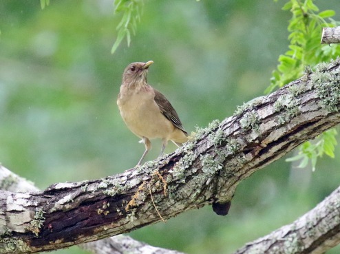 Clay Colored Thrush1