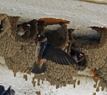 Cliff Swallows at Nests