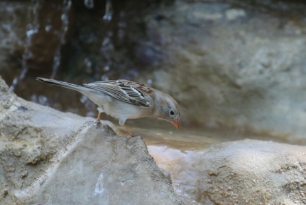 Field Sparrow Close
