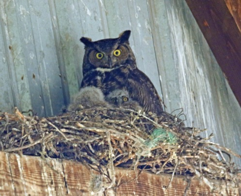 Great Horned Owl and Owlets