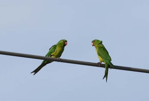 Green Parakeets 1