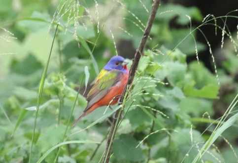 Painted Bunting - Copy