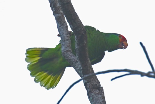 Red Crowned Parrot Tail
