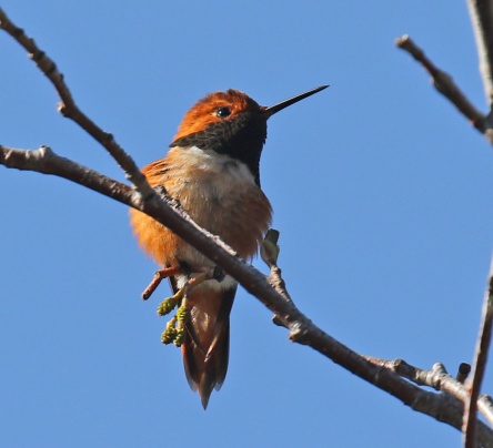 Rufous Hummingbird1