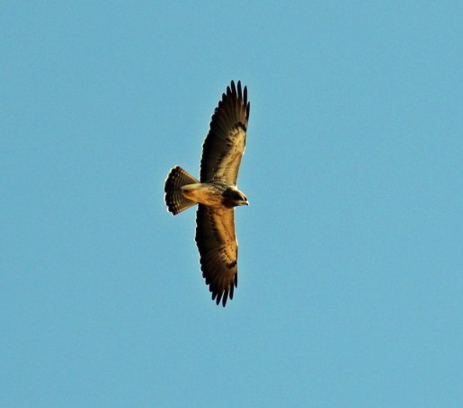 Swainson's Hawk Flight