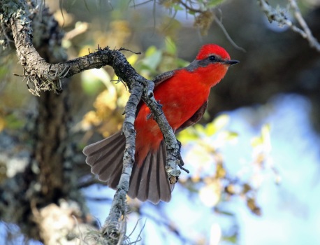 Vermillion Flycatcher with Tail Fanned