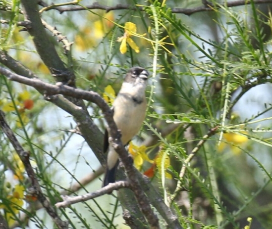White Collared Seedeater