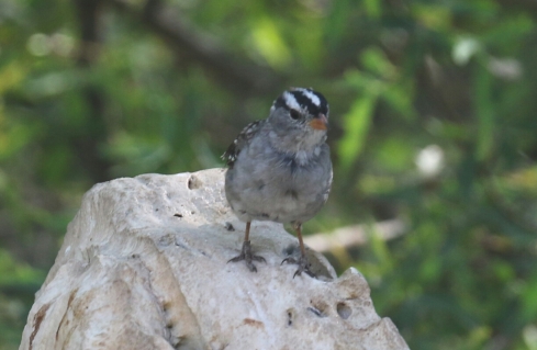 White Crowned Sparrow Llano