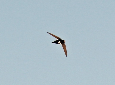 White Throated Swift1