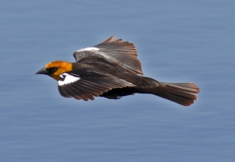 Yellow Headed Blackbird Flight1