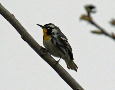 Yellow Throated Warbler1