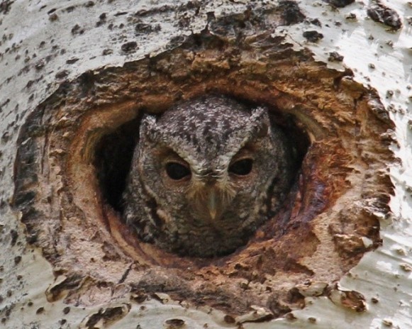 Flammulated Owl at Nest