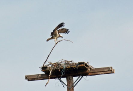 Osprey Nestbuilding