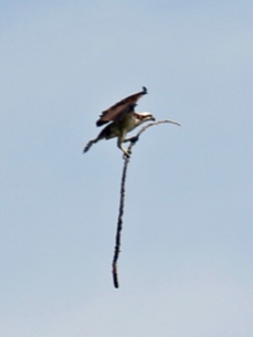 Osprey with Stick