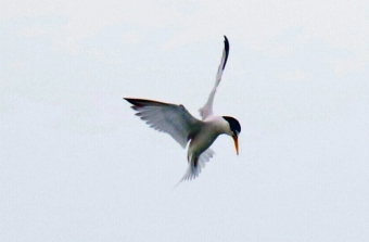 Least Tern Hovering