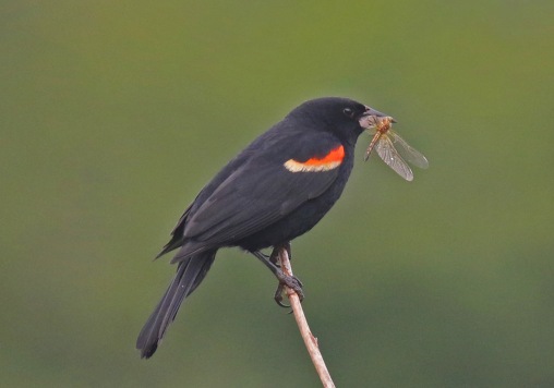 Reed Winged Blackbird