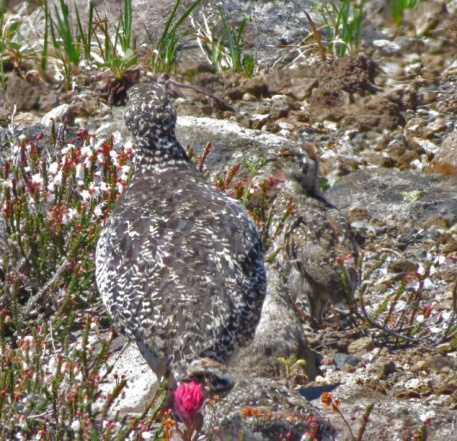 White Tailed Ptarmigan Hen with Chick