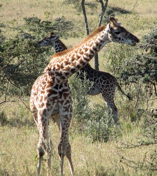 134 Giraffe - Rothschild