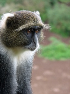 16 Sykes Monkey