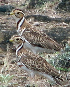 2 Banded Coursers