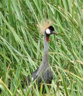 22 Crowned Crane