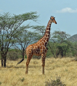 39 Giraffe - Reticulated