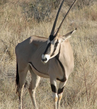 40 Beisa Oryx