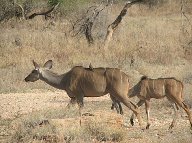 41 Kudu