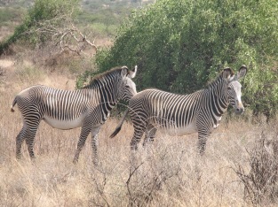 42 Grevy's Zebras