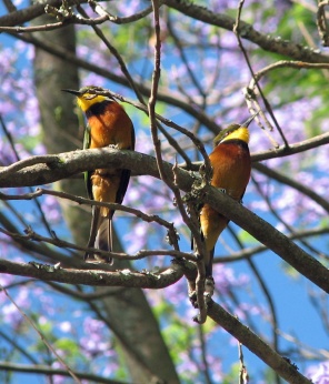 5 Cinnamon-Chested Bee-eaters